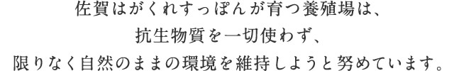 佐賀はがくれすっぽんが育つ養殖場は、抗生物質を一切使わず、限りなく自然のままの環境を維持しようと努めています。