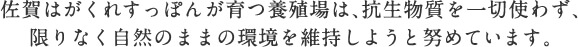 佐賀はがくれすっぽんが育つ養殖場は、抗生物質を一切使わず、限りなく自然のままの環境を維持しようと努めています。、