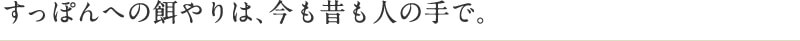 すっぽんへの餌やりは、今も昔も人の手で。